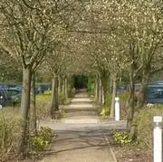 3rd Apr 2014 - Tunnel of Trees