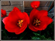 3rd Apr 2014 - Tulips