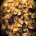 Day 93:  Dried Hydrangea by sheilalorson