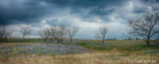 3rd Apr 2014 - Texas Bluebonnet Trail