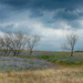 Texas Bluebonnet Trail by lynne5477
