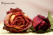 4th Apr 2014 - Buy Me a Rose