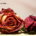 Buy Me a Rose by jamibann