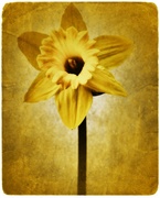 3rd Apr 2014 - Daffodil