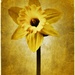 Daffodil by joysfocus
