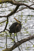 3rd Apr 2014 - Blue Heron by the water