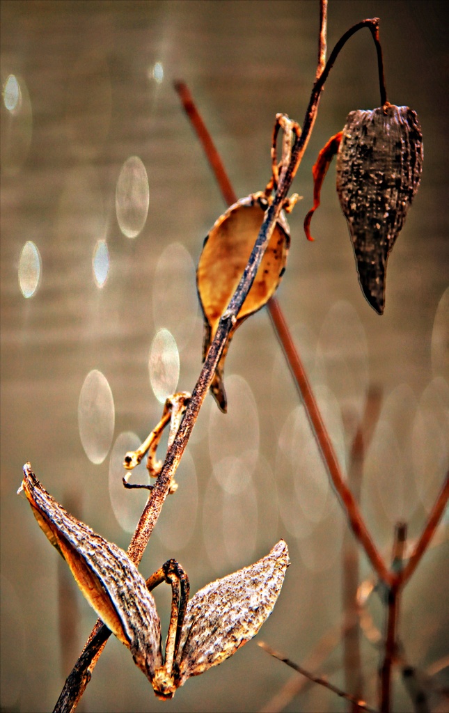 Dried Pods And Bokeh by digitalrn