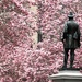 Surveying the Magnolias by khawbecker