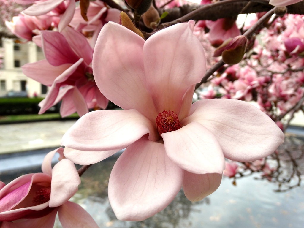 Northern Magnolia Bloom by khawbecker
