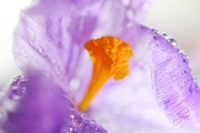 3rd Apr 2014 - Lavender Crocus