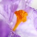 Lavender Crocus by lynnz
