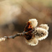 Aspen Tree Buds by harbie