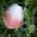 Feather on a weed by flyrobin