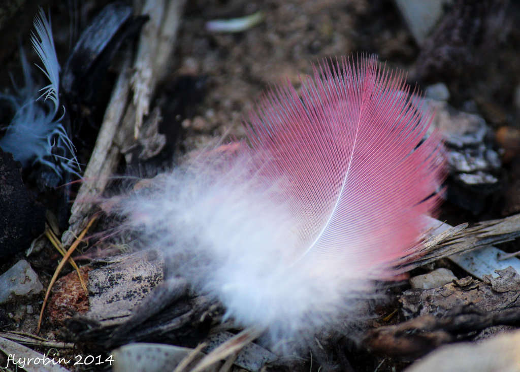 feather by flyrobin