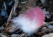 3rd Apr 2014 - feather