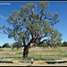 Historic Coolabah Tree by leestevo