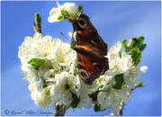 4th Apr 2014 - Peacock Butterfly And Plum Blossom