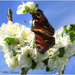 Peacock Butterfly And Plum Blossom by carolmw