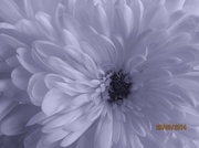 5th Apr 2014 - Chrysanthemum