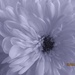 Chrysanthemum by motherjane