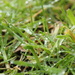 Rain on the grass by philhendry