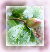 2nd Apr 2014 - hoping.....for lots of pink camellia blossom