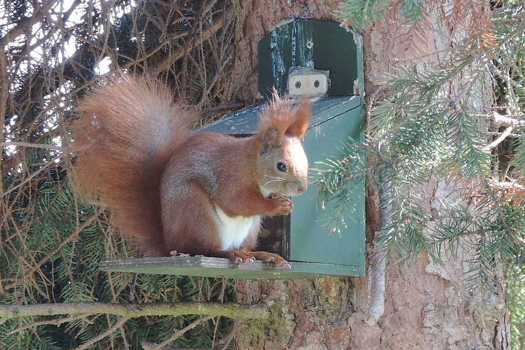 A squirrel in the garden by gladogfrisk