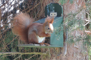 31st Mar 2014 - A squirrel in the garden