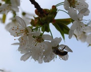 30th Mar 2014 - Spring Bee