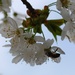 Spring Bee by pavlina