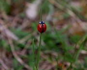 4th Apr 2014 - Ladybug