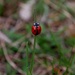 Ladybug by pavlina
