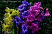 4th Apr 2014 - Hyacinth