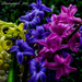 Hyacinth by tonygig