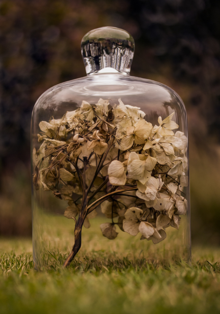Bottled Hydrangea by shepherdmanswife