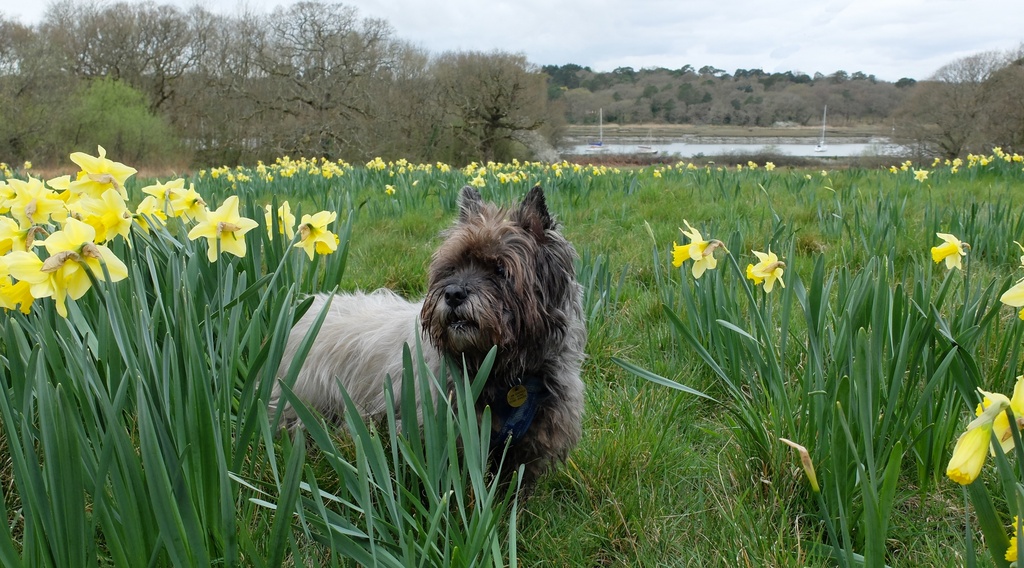 Jinks in the daffodil meadow  by quietpurplehaze