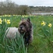 Jinks in the daffodil meadow  by quietpurplehaze