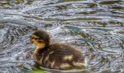 4th Apr 2014 - Duckling