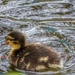 Duckling by mattjcuk