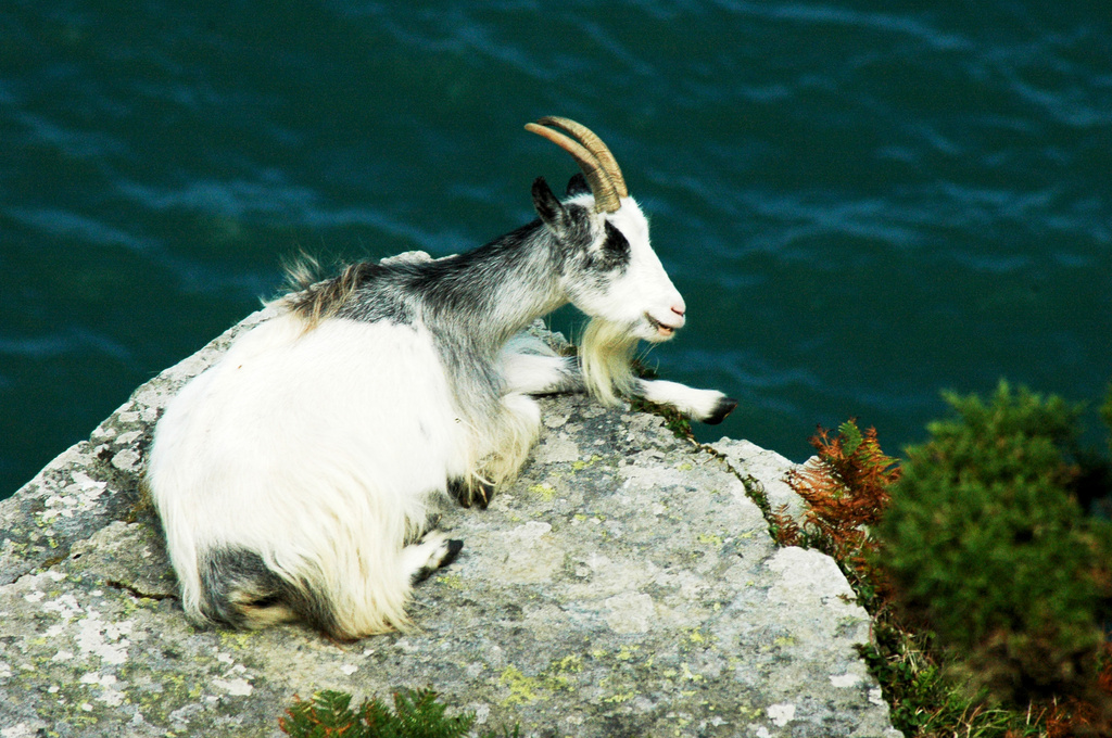 wild goat 2 by sjc88
