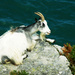 wild goat 2 by sjc88