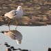Gull Reflections by lauriehiggins