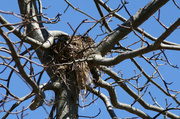 4th Apr 2014 - Bird's nest
