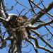 Bird's nest by mittens