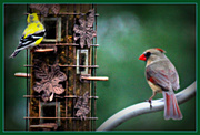 23rd Mar 2014 - finch and cardinal