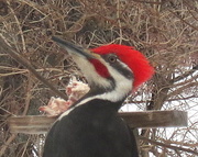 5th Apr 2014 - Woody Woodpecker