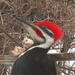 Woody Woodpecker by radiogirl