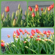 4th Apr 2014 - Wednesday Thursday and Friday Tulips