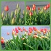 Wednesday Thursday and Friday Tulips by linnypinny