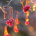 Sunset Berries by juletee